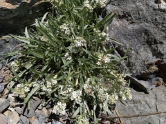 Oreocarya suffruticosa