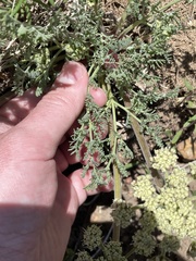 Lomatium donnellii
