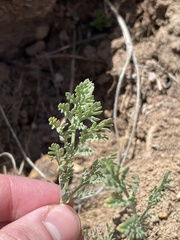 Lomatium donnellii