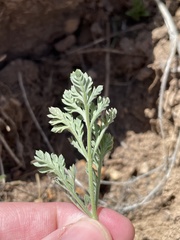 Lomatium donnellii