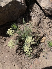 Lomatium donnellii