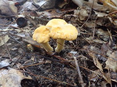 Cantharellus flavus