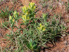 Castilleja citrina