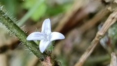 Exallage chrysotricha