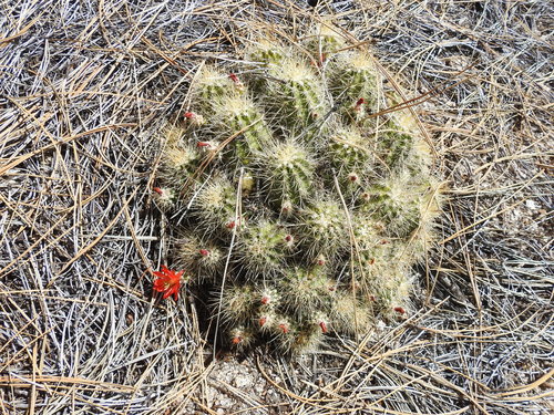 Echinocereus pacificus