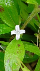 Exallage chrysotricha