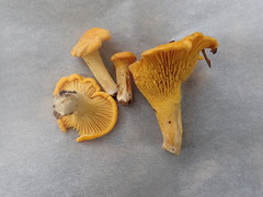 Cantharellus flavus