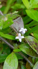 Exallage chrysotricha