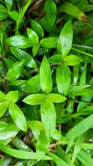Exallage chrysotricha