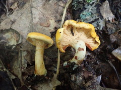 Cantharellus phasmatis