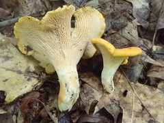 Cantharellus phasmatis