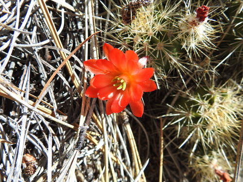 Echinocereus pacificus