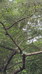 Radermachera sinica