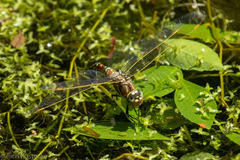 Rhionaeschna dugesi