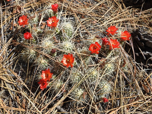 Echinocereus pacificus