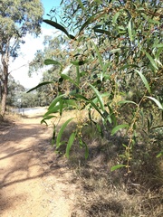 Acacia verniciflua
