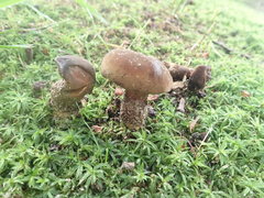 Cyanoboletus cyaneitinctus