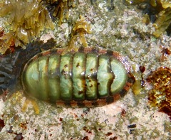 Chiton marmoratus