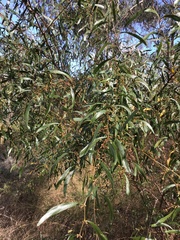 Acacia verniciflua