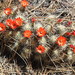 Echinocereus pacificus mombergerianus - Photo (c) James M. Maley, algunos derechos reservados (CC BY), uploaded by James M. Maley