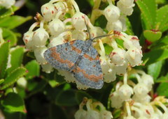 Paranotoreas brephosata