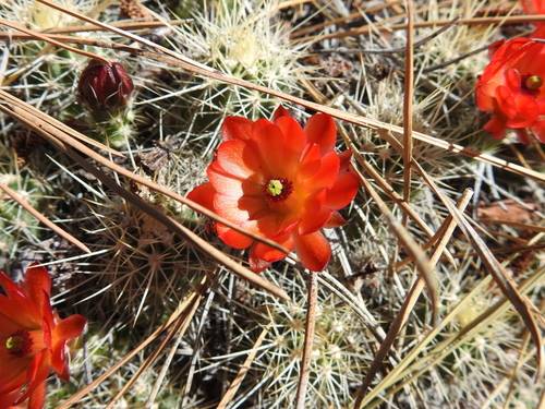 Echinocereus pacificus