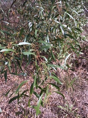 Acacia verniciflua