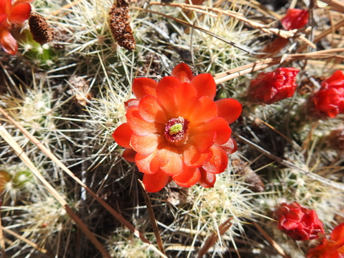 Echinocereus pacificus