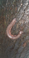 Litostrophus scaber