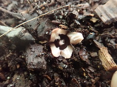 Geastrum morganii