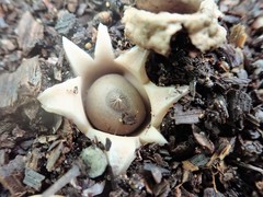 Geastrum morganii
