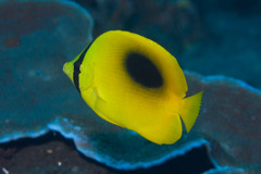 Chaetodon speculum