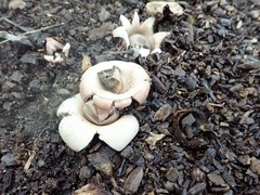 Geastrum morganii