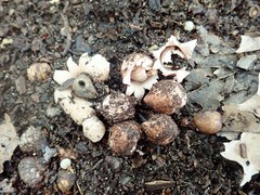 Geastrum morganii