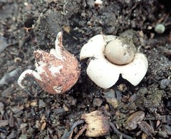 Geastrum morganii