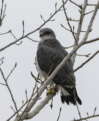 Geranoaetus polyosoma polyosoma