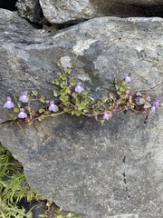 Cymbalaria muralis