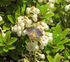 Paranotoreas brephosata