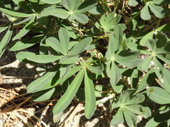 Lupinus latifolius wigginsii