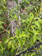 Aegiphila caymanensis