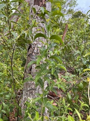 Aegiphila caymanensis