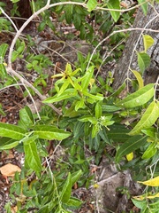 Aegiphila caymanensis