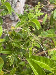 Aegiphila caymanensis