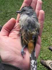 Thamnophilus caerulescens
