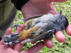 Thamnophilus caerulescens