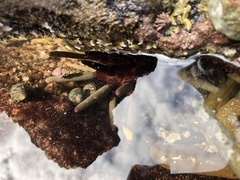 Phyllacanthus irregularis