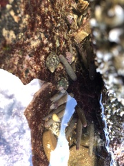 Phyllacanthus irregularis