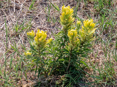 Castilleja citrina
