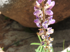 Lupinus latifolius wigginsii