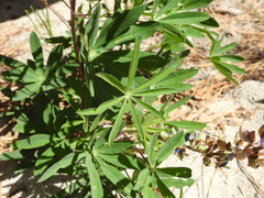 Lupinus latifolius wigginsii